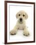 Yellow Labrador Retriever Puppy, 8 Weeks, Lying with Head Up-Mark Taylor-Framed Photographic Print