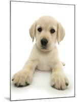 Yellow Labrador Retriever Puppy, 8 Weeks, Lying with Head Up-Mark Taylor-Mounted Photographic Print