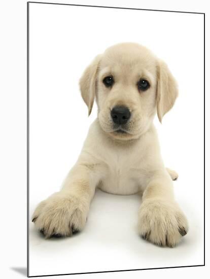 Yellow Labrador Retriever Puppy, 8 Weeks, Lying with Head Up-Mark Taylor-Mounted Photographic Print