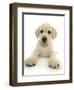 Yellow Labrador Retriever Puppy, 8 Weeks, Lying with Head Up-Mark Taylor-Framed Photographic Print