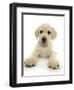 Yellow Labrador Retriever Puppy, 8 Weeks, Lying with Head Up-Mark Taylor-Framed Photographic Print