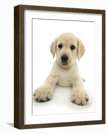 Yellow Labrador Retriever Puppy, 8 Weeks, Lying with Head Up-Mark Taylor-Framed Photographic Print