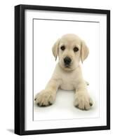 Yellow Labrador Retriever Puppy, 8 Weeks, Lying with Head Up-Mark Taylor-Framed Photographic Print