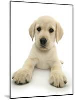 Yellow Labrador Retriever Puppy, 8 Weeks, Lying with Head Up-Mark Taylor-Mounted Photographic Print