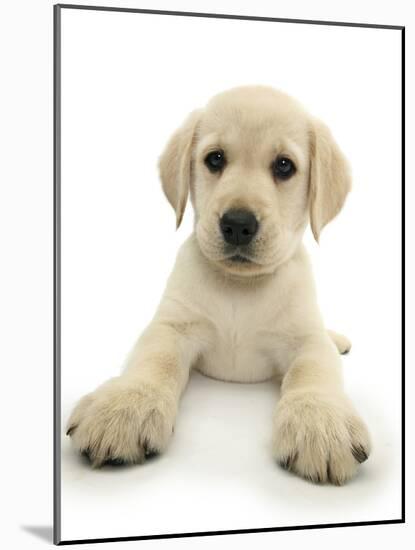 Yellow Labrador Retriever Puppy, 8 Weeks, Lying with Head Up-Mark Taylor-Mounted Photographic Print