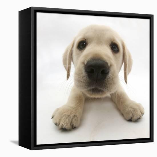 Yellow Labrador Retriever Puppy, 8 Weeks Old, Lying with Head Up-Mark Taylor-Framed Stretched Canvas