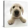 Yellow Labrador Retriever Puppy, 8 Weeks Old, Lying with Head Up-Mark Taylor-Stretched Canvas