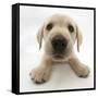 Yellow Labrador Retriever Puppy, 8 Weeks Old, Lying with Head Up-Mark Taylor-Framed Stretched Canvas