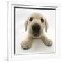 Yellow Labrador Retriever Puppy, 8 Weeks Old, Lying with Head Up-Mark Taylor-Framed Photographic Print