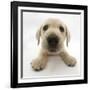 Yellow Labrador Retriever Puppy, 8 Weeks Old, Lying with Head Up-Mark Taylor-Framed Photographic Print