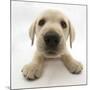 Yellow Labrador Retriever Puppy, 8 Weeks Old, Lying with Head Up-Mark Taylor-Mounted Photographic Print