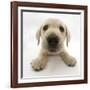 Yellow Labrador Retriever Puppy, 8 Weeks Old, Lying with Head Up-Mark Taylor-Framed Photographic Print