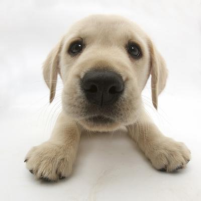 Yellow Labrador Retriever Puppy 8 Weeks Old Lying with Head Up