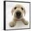 Yellow Labrador Retriever Puppy, 8 Weeks Old, Lying with Head Up-Mark Taylor-Framed Photographic Print