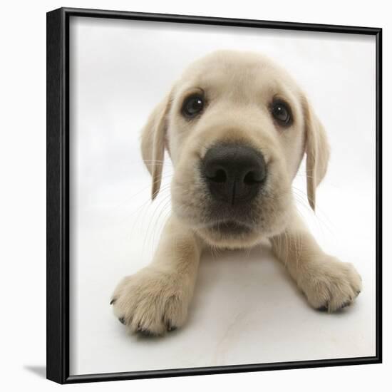 Yellow Labrador Retriever Puppy, 8 Weeks Old, Lying with Head Up-Mark Taylor-Framed Photographic Print