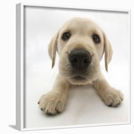 Yellow Labrador Retriever Puppy, 8 Weeks Old, Lying with Head Up-Mark Taylor-Framed Photographic Print