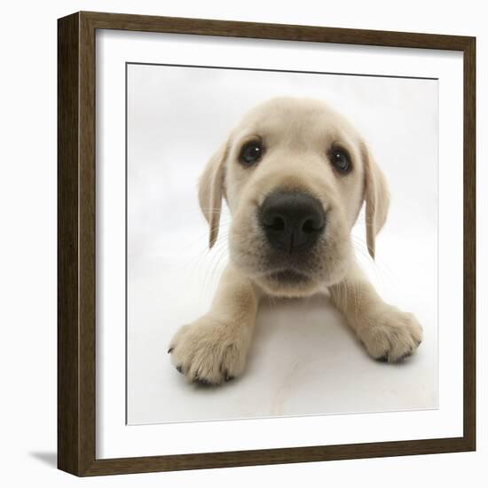 Yellow Labrador Retriever Puppy, 8 Weeks Old, Lying with Head Up-Mark Taylor-Framed Photographic Print