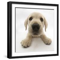 Yellow Labrador Retriever Puppy, 8 Weeks Old, Lying with Head Up-Mark Taylor-Framed Photographic Print