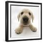 Yellow Labrador Retriever Puppy, 8 Weeks Old, Lying with Head Up-Mark Taylor-Framed Photographic Print