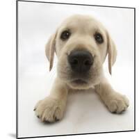 Yellow Labrador Retriever Puppy, 8 Weeks Old, Lying with Head Up-Mark Taylor-Mounted Photographic Print