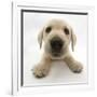 Yellow Labrador Retriever Puppy, 8 Weeks Old, Lying with Head Up-Mark Taylor-Framed Photographic Print