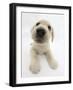 Yellow Labrador Retriever Puppy, 8 Weeks Old, Lying with Head Up-Mark Taylor-Framed Photographic Print