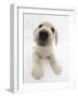 Yellow Labrador Retriever Puppy, 8 Weeks Old, Lying with Head Up-Mark Taylor-Framed Photographic Print