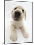 Yellow Labrador Retriever Puppy, 8 Weeks Old, Lying with Head Up-Mark Taylor-Mounted Photographic Print