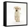 Yellow Labrador Retriever Puppy, 8 Weeks, Running Forward-Mark Taylor-Framed Stretched Canvas