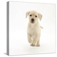 Yellow Labrador Retriever Puppy, 8 Weeks, Running Forward-Mark Taylor-Stretched Canvas