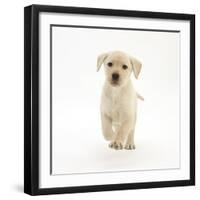 Yellow Labrador Retriever Puppy, 8 Weeks, Running Forward-Mark Taylor-Framed Photographic Print