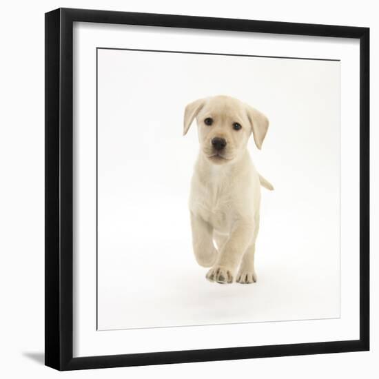 Yellow Labrador Retriever Puppy, 8 Weeks, Running Forward-Mark Taylor-Framed Photographic Print