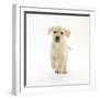 Yellow Labrador Retriever Puppy, 8 Weeks, Running Forward-Mark Taylor-Framed Photographic Print