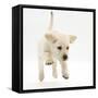 Yellow Labrador Retriever Puppy, 8 Weeks Running-Mark Taylor-Framed Stretched Canvas