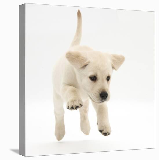 Yellow Labrador Retriever Puppy, 8 Weeks Running-Mark Taylor-Stretched Canvas