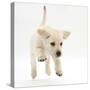 Yellow Labrador Retriever Puppy, 8 Weeks Running-Mark Taylor-Stretched Canvas