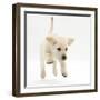 Yellow Labrador Retriever Puppy, 8 Weeks Running-Mark Taylor-Framed Photographic Print