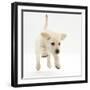 Yellow Labrador Retriever Puppy, 8 Weeks Running-Mark Taylor-Framed Photographic Print