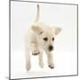 Yellow Labrador Retriever Puppy, 8 Weeks Running-Mark Taylor-Mounted Photographic Print