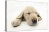 Yellow Labrador Retriever Puppy, 8 Weeks, Sleeping-Mark Taylor-Stretched Canvas