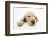 Yellow Labrador Retriever Puppy, 8 Weeks, Sleeping-Mark Taylor-Framed Photographic Print
