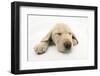 Yellow Labrador Retriever Puppy, 8 Weeks, Sleeping-Mark Taylor-Framed Photographic Print