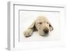 Yellow Labrador Retriever Puppy, 8 Weeks, Sleeping-Mark Taylor-Framed Photographic Print