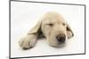 Yellow Labrador Retriever Puppy, 8 Weeks, Sleeping-Mark Taylor-Mounted Photographic Print