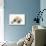 Yellow Labrador Retriever Puppy, 8 Weeks, Sleeping-Mark Taylor-Photographic Print displayed on a wall