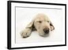 Yellow Labrador Retriever Puppy, 8 Weeks, Sleeping-Mark Taylor-Framed Photographic Print