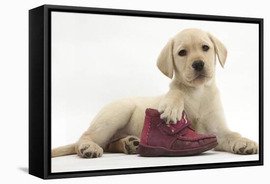 Yellow Labrador Retriever Puppy, 8 Weeks, with a Child's Shoe-Mark Taylor-Framed Stretched Canvas