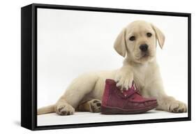 Yellow Labrador Retriever Puppy, 8 Weeks, with a Child's Shoe-Mark Taylor-Framed Stretched Canvas