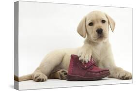 Yellow Labrador Retriever Puppy, 8 Weeks, with a Child's Shoe-Mark Taylor-Stretched Canvas