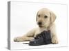 Yellow Labrador Retriever Puppy, 8 Weeks, with a Child's Shoe-Mark Taylor-Stretched Canvas